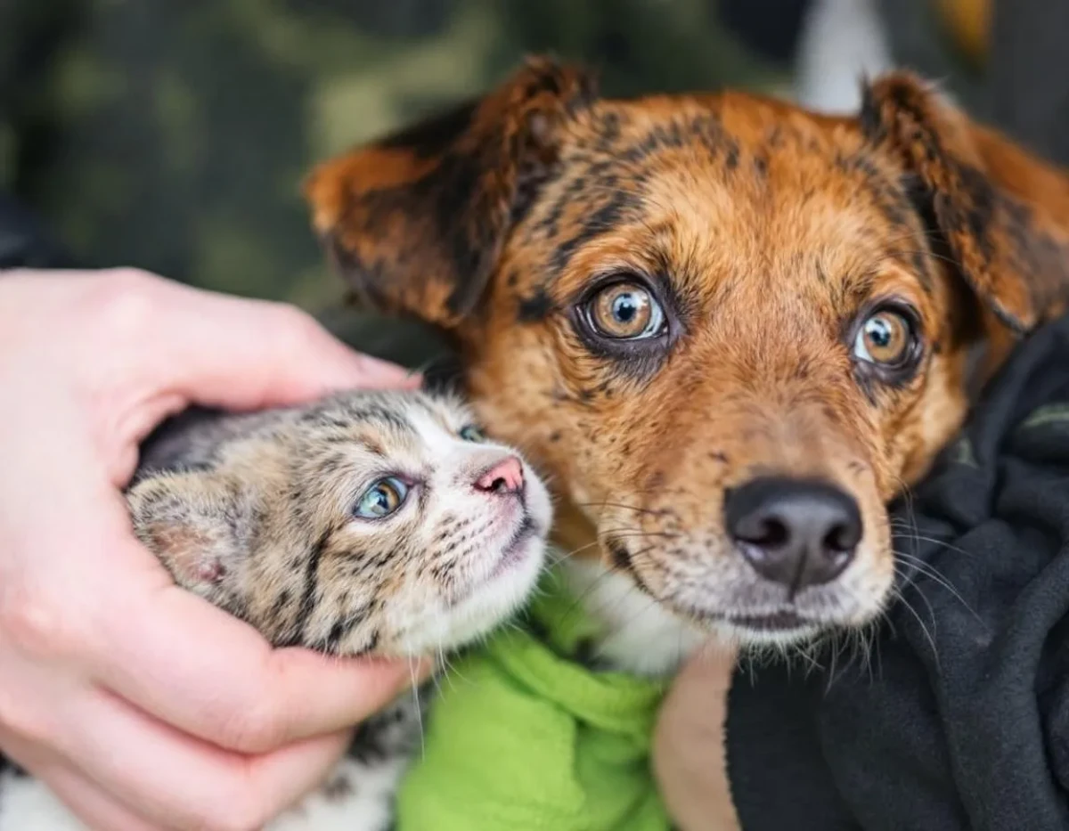 Expulsion pour Animaux de Compagnie : Ce que Vous Devez Savoir Peut Surprendre